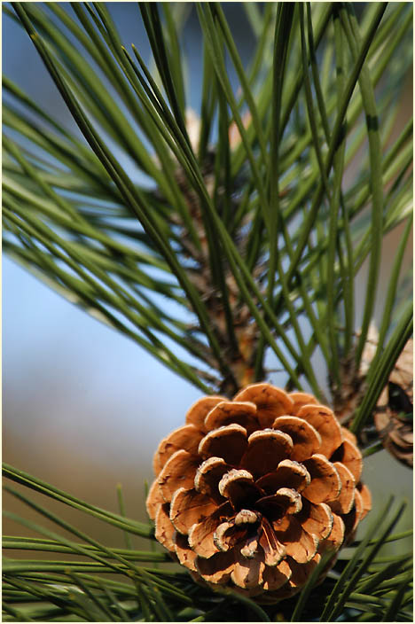 Kiefer (Pinus silvestris)