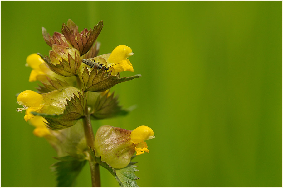 Kleiner Klappertopf (Rhinanthus minor)