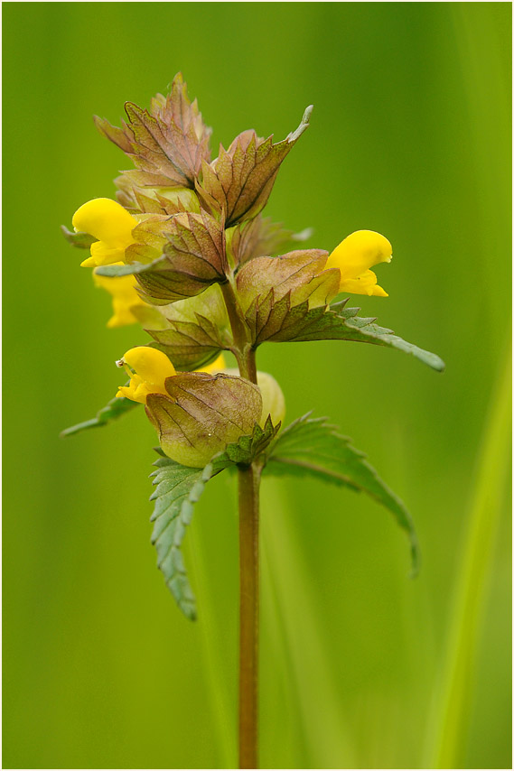 Kleiner Klappertopf (Rhinanthus minor)