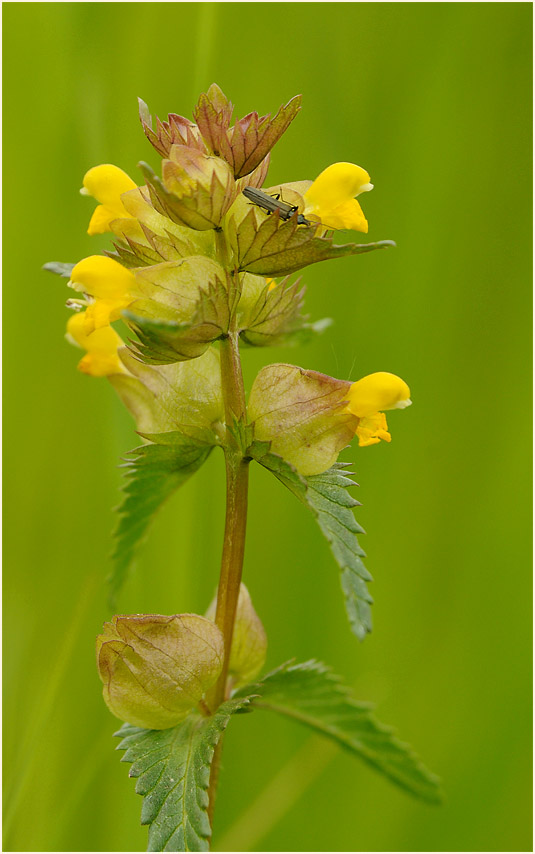 Kleiner Klappertopf (Rhinanthus minor)