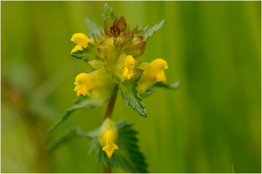 Kleiner Klappertopf (Rhinanthus minor)