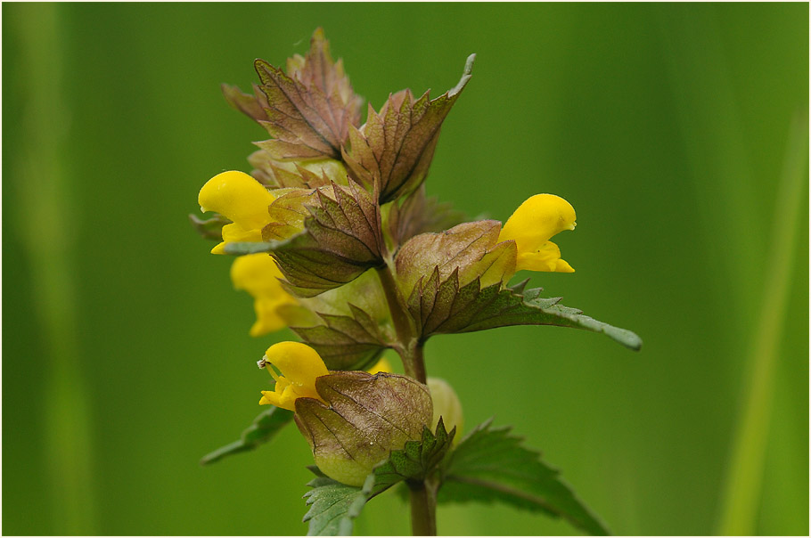 Kleiner Klappertopf (Rhinanthus minor)