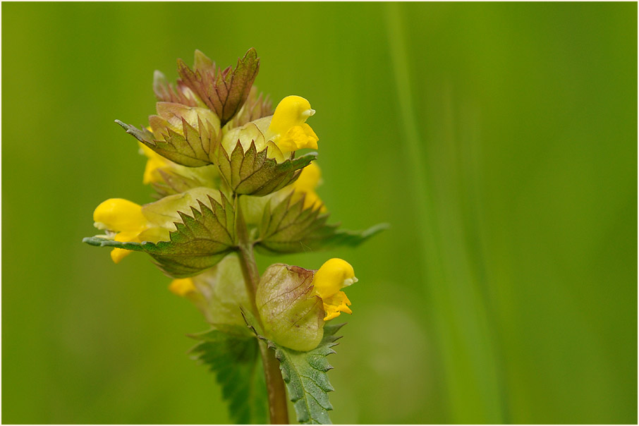 Kleiner Klappertopf (Rhinanthus minor)