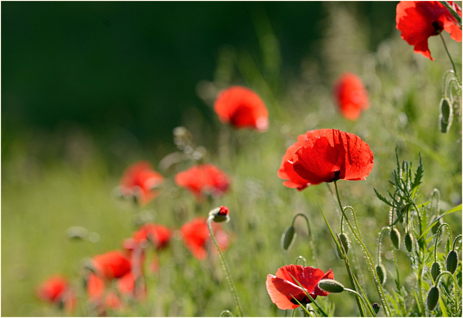 Klatschmohn