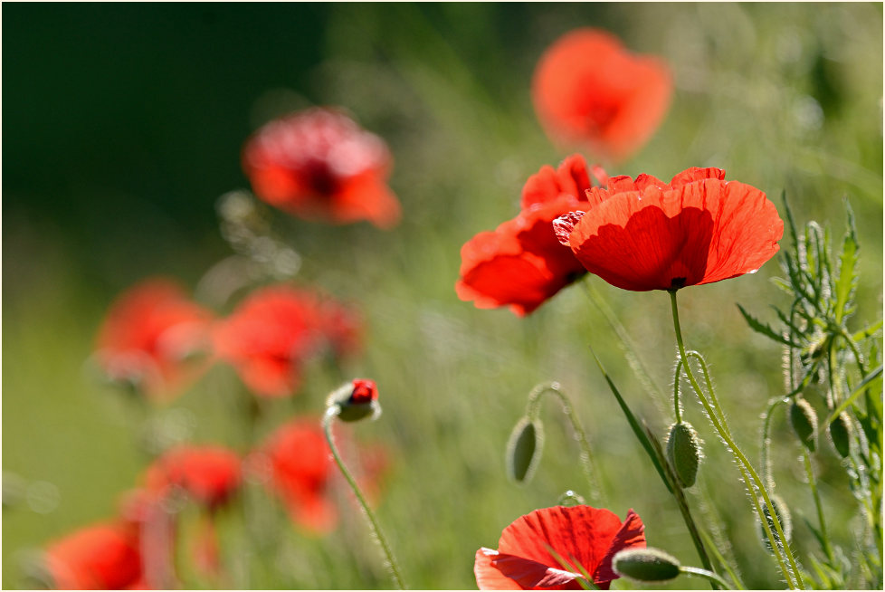 Klatschmohn