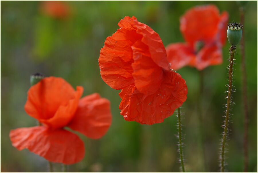 Klatschmohn