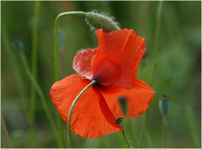 Klatschmohn