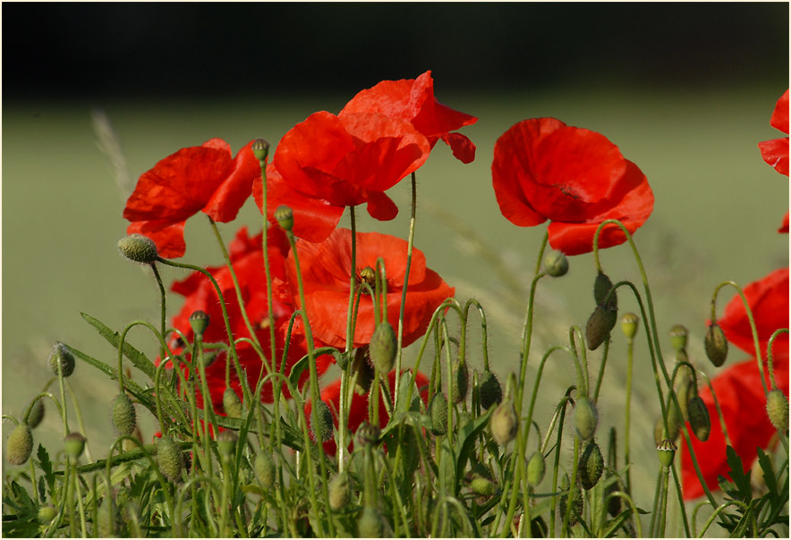 Klatschmohn