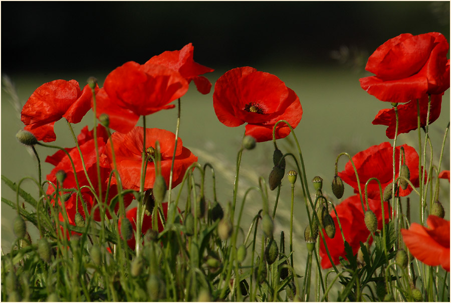 Klatschmohn