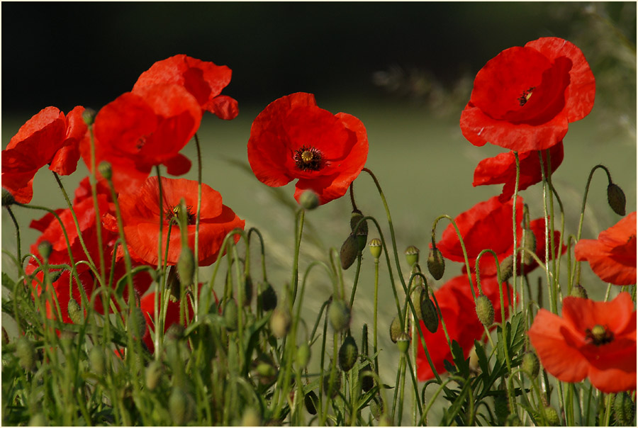 Klatschmohn