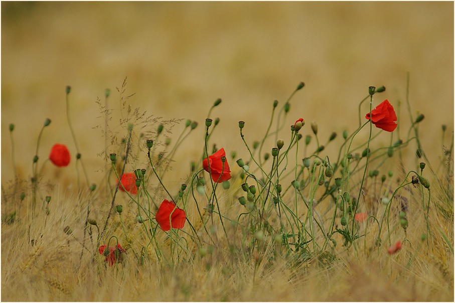 Klatschmohn