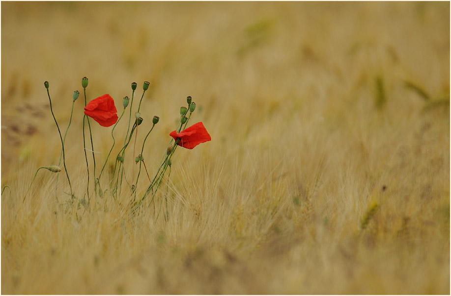 Klatschmohn