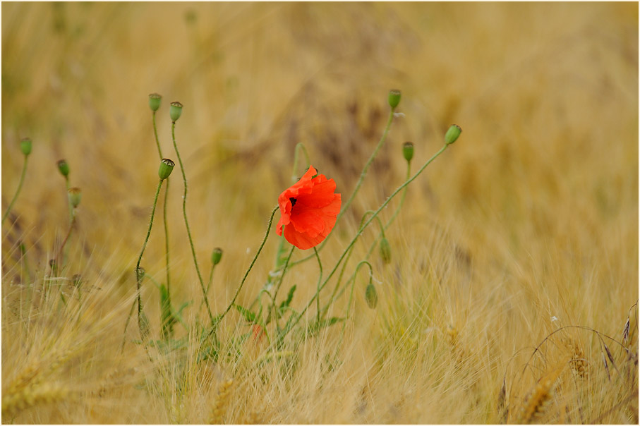 Klatschmohn