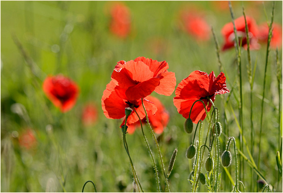 Klatschmohn