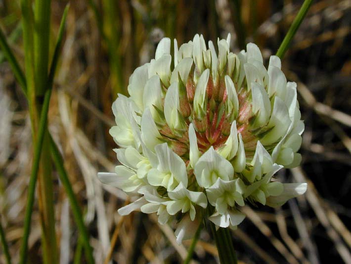 Weissklee (Trifolium repens)