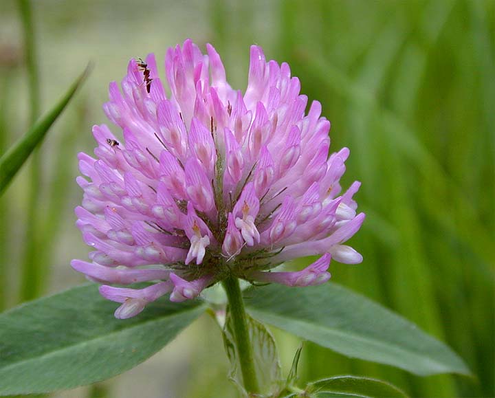 Rotklee (Trifolium pratense)