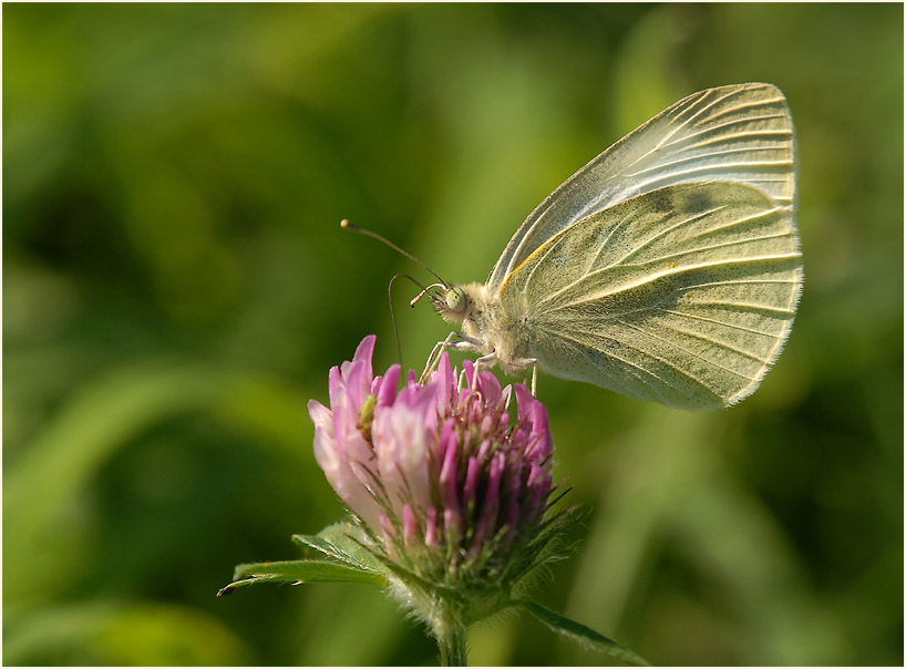 Rotklee (Trifolium pratense)