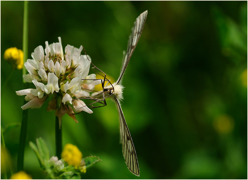 Weiß-Klee (Trifolium repens) mit Hartheu-Spanner