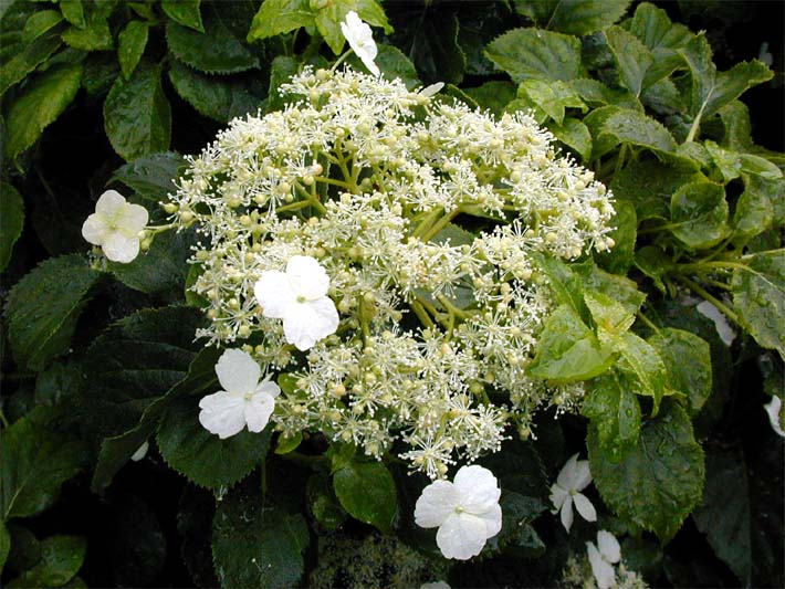 Kletterhortensie (Hydrangea anomala ssp. petiolaris)