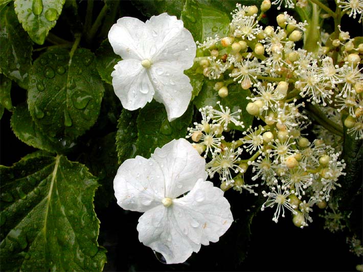 Kletterhortensie (Hydrangea anomala ssp. petiolaris)