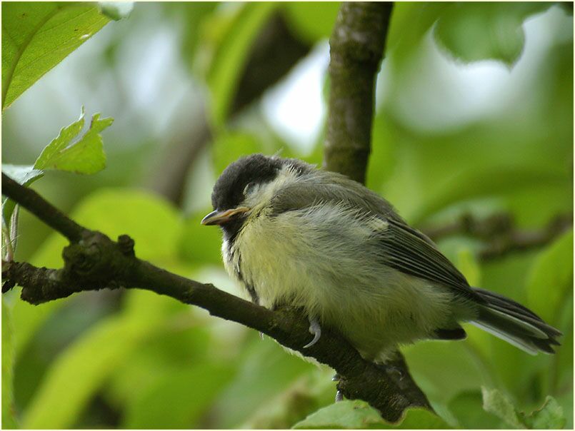 junge müde Kohlmeise