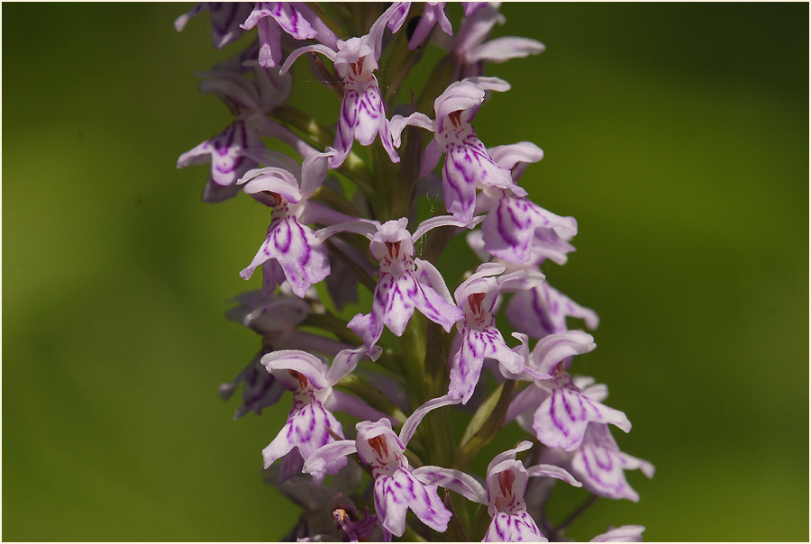 Geflecktes Knabenkraut (Dactylorhiza maculata)