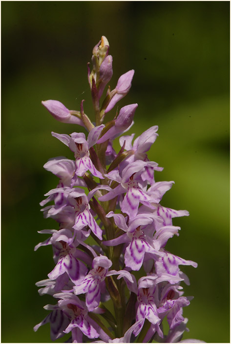 Geflecktes Knabenkraut (Dactylorhiza maculata)