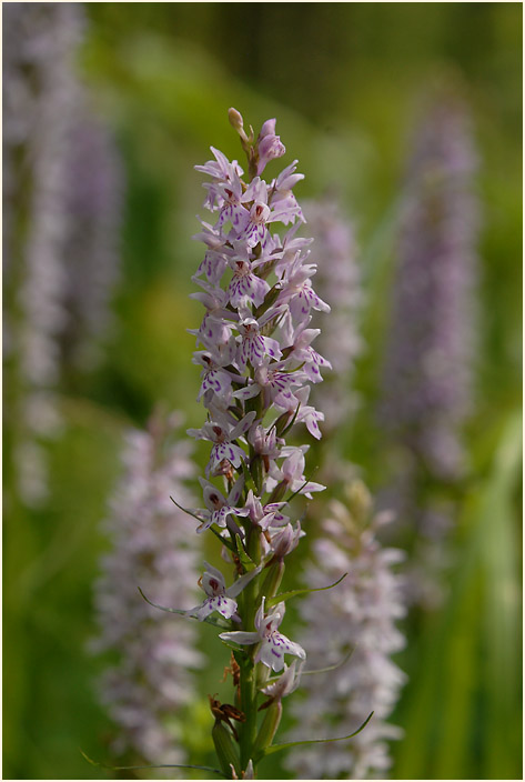 Geflecktes Knabenkraut (Dactylorhiza maculata)