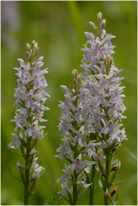 Geflecktes Knabenkraut (Dactylorhiza maculata)