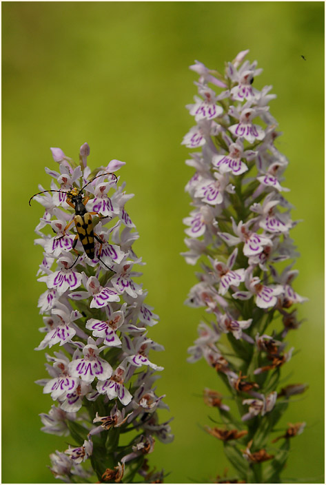 Geflecktes Knabenkraut (Dactylorhiza maculata)