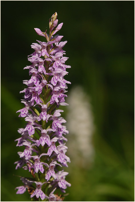 Geflecktes Knabenkraut (Dactylorhiza maculata)