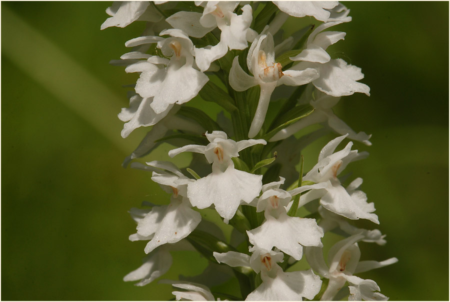 Geflecktes Knabenkraut (Dactylorhiza maculata)