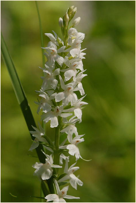 Geflecktes Knabenkraut (Dactylorhiza maculata)