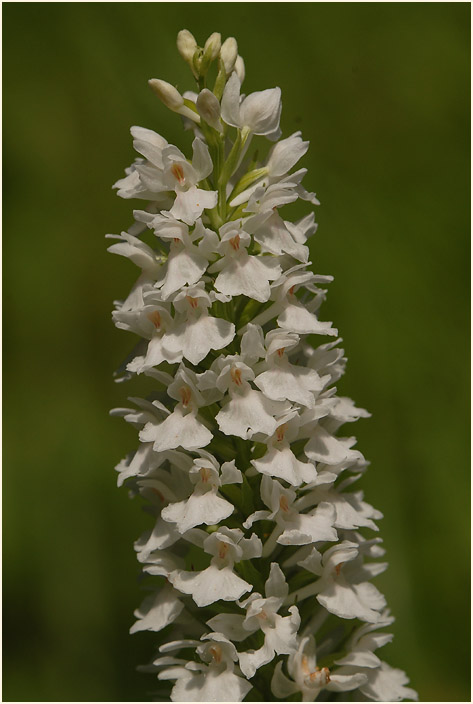 Geflecktes Knabenkraut (Dactylorhiza maculata)