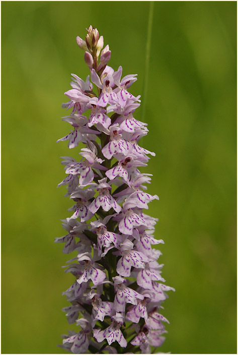 Geflecktes Knabenkraut (Dactylorhiza maculata)