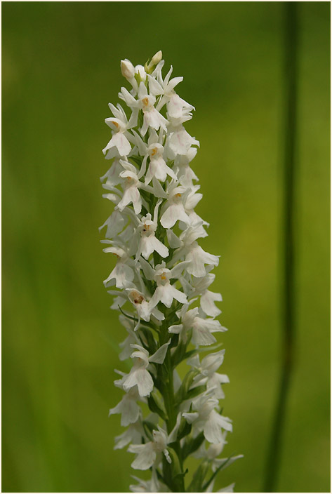 Geflecktes Knabenkraut (Dactylorhiza maculata)