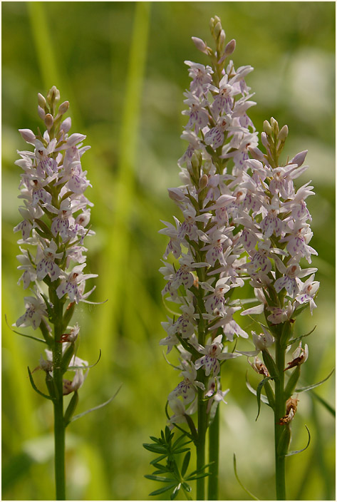 Geflecktes Knabenkraut (Dactylorhiza maculata)