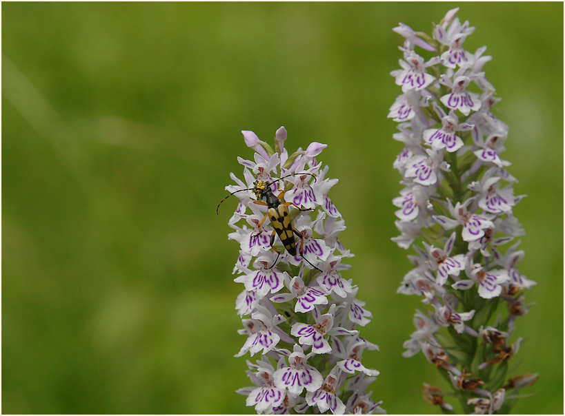 Geflecktes Knabenkraut (Dactylorhiza maculata)