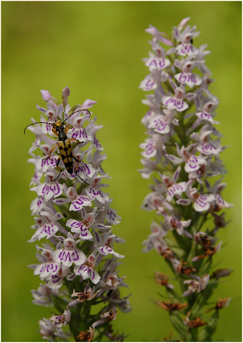 Geflecktes Knabenkraut (Dactylorhiza maculata)