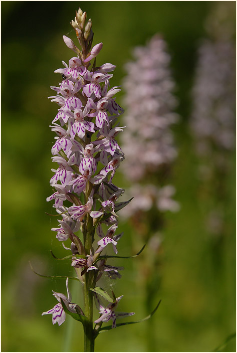 Geflecktes Knabenkraut (Dactylorhiza maculata)