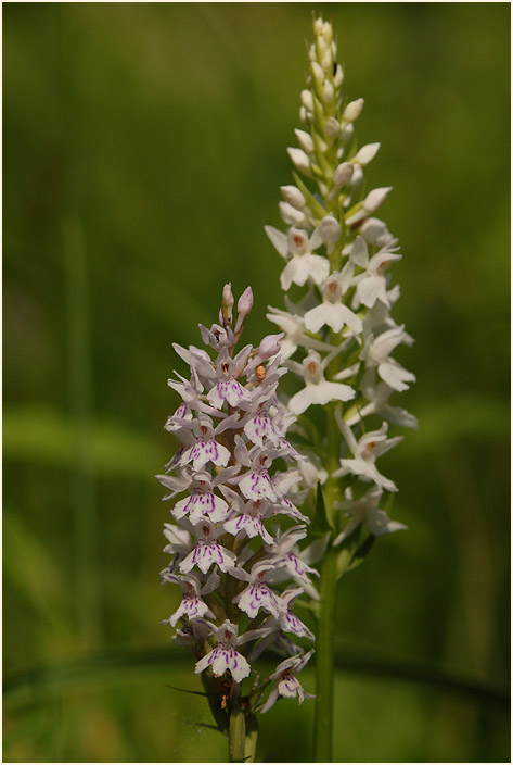 Geflecktes Knabenkraut (Dactylorhiza maculata)