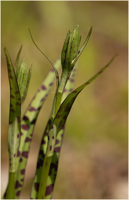 Geflecktes Knabenkraut (Dactylorhiza maculata)