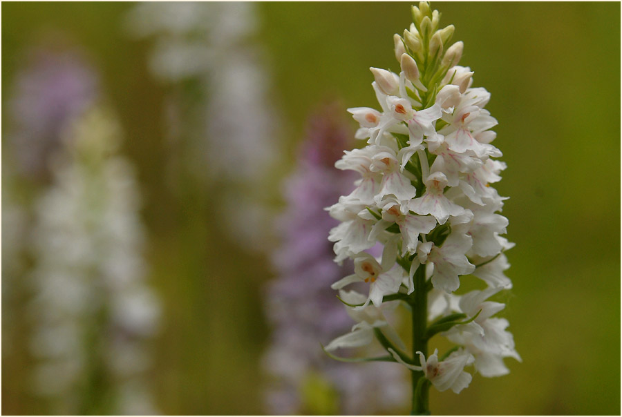 Geflecktes Knabenkraut (Dactylorhiza maculata)