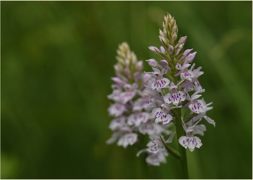 Geflecktes Knabenkraut (Dactylorhiza maculata)