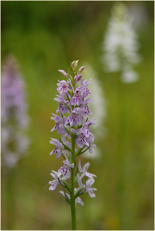 Geflecktes Knabenkraut (Dactylorhiza maculata)