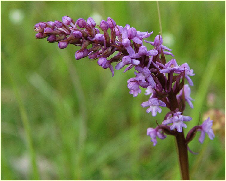M&uuml;cken-H&auml;ndelwurz (Gymnadenia conospsea)