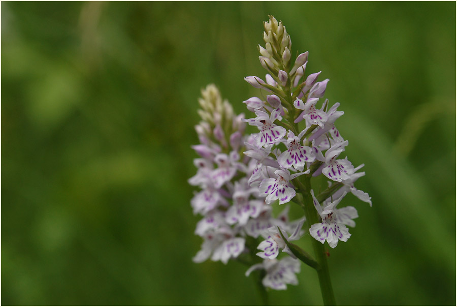 Geflecktes Knabenkraut (Dactylorhiza maculata)