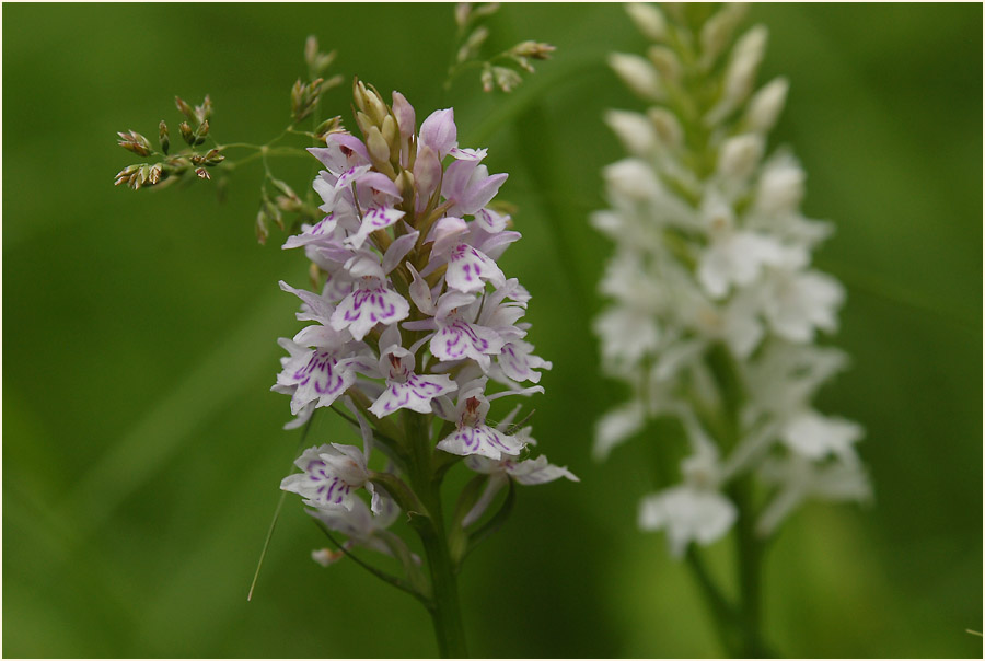 Geflecktes Knabenkraut (Dactylorhiza maculata)