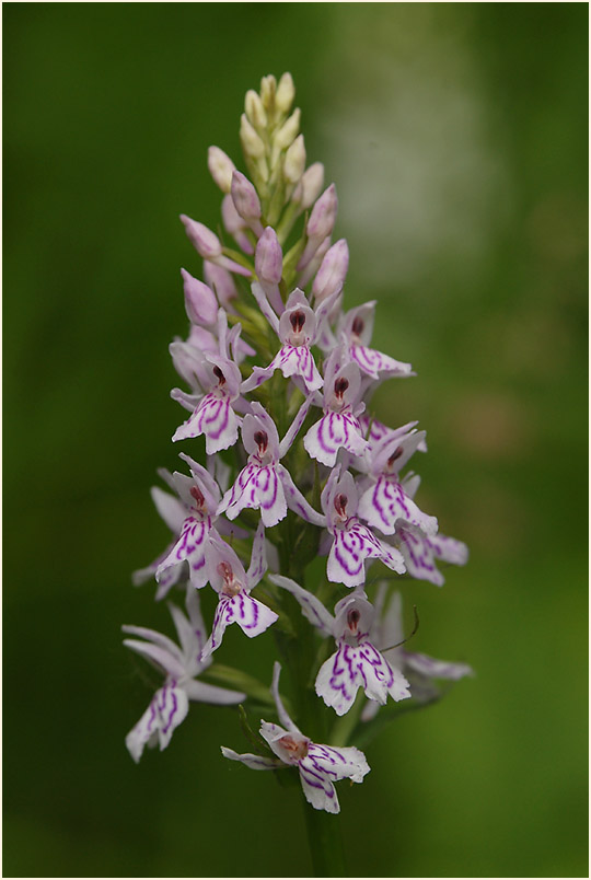 Geflecktes Knabenkraut (Dactylorhiza maculata)