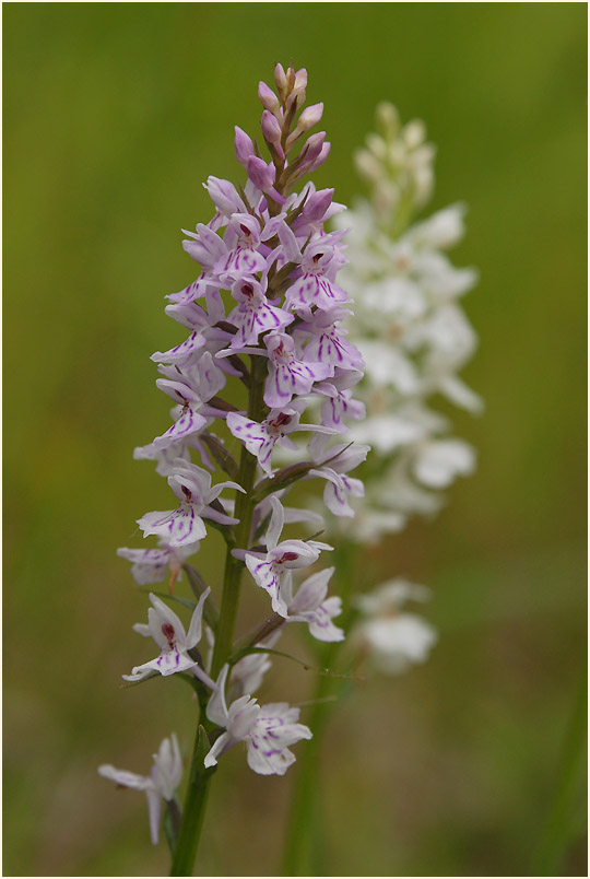 Geflecktes Knabenkraut (Dactylorhiza maculata)